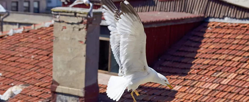 Residential Chimney Animal Removal Solution in Mason City, IA