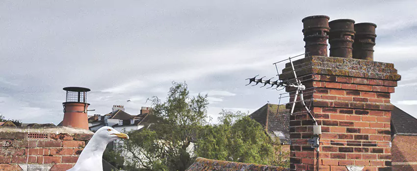 Chimney Cleaning And Restoration in Mason City, Iowa